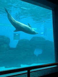 Seven Seas photo 5