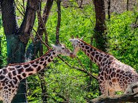 Bronx Zoo photo 3