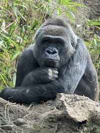 Bronx Zoo photo 5