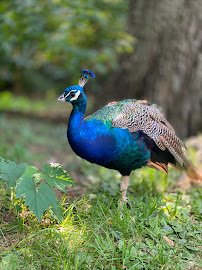Bronx Zoo photo 6