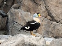 Alaska SeaLife Center photo 5
