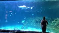North Carolina Aquarium on Roanoke Island photo 2
