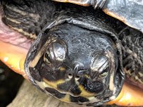 North Carolina Aquarium on Roanoke Island photo 3