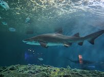 North Carolina Aquarium on Roanoke Island photo 6