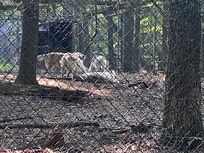 Bays Mountain Park & Planetarium photo 6