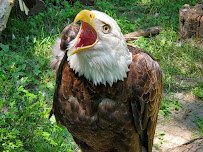 Washington Park Zoo, Michigan City Zoo photo 6