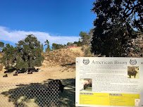 American Bison at Hart Park Barnyard