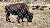 American Bison at Hart Park Barnyard photo 2