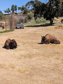 American Bison at Hart Park Barnyard photo 3