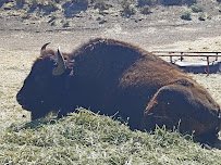 American Bison at Hart Park Barnyard photo 4