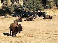 American Bison at Hart Park Barnyard photo 5