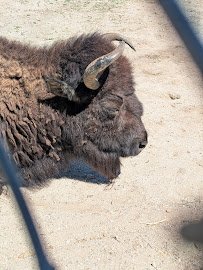 American Bison at Hart Park Barnyard photo 6