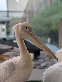 Clearwater Marine Aquarium photo 5