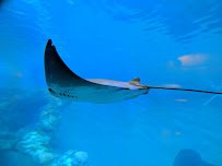 Clearwater Marine Aquarium photo 6