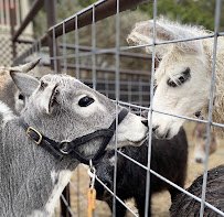Happy Tails Mobile Petting Zoo and Animal Sanctuary