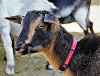 Happy Tails Mobile Petting Zoo and Animal Sanctuary photo 2