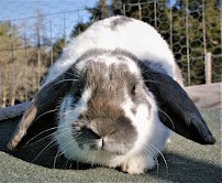 Happy Tails Mobile Petting Zoo and Animal Sanctuary photo 3