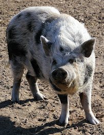 Happy Tails Mobile Petting Zoo and Animal Sanctuary photo 5