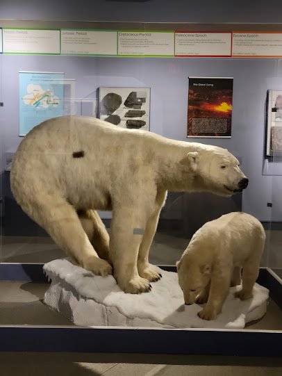 Museum of Natural History and Planetarium photo 6