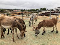 Sugarplum zoo photo 3