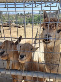 Sugarplum zoo photo 5