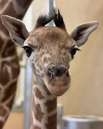 Utah's Hogle Zoo photo 4