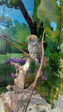 Lutz Children's Museum photo 4