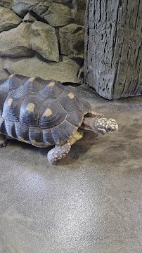The Reptarium Annex