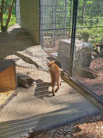 Trailside Museums & Zoo photo 4