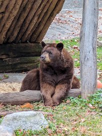 Trailside Museums & Zoo photo 5