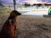 Jack Kirrane Ice Rink at Larz Anderson Park photo 5