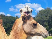 North Texas Safari Park photo 4