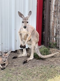 North Texas Safari Park photo 5