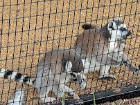North Texas Safari Park photo 6