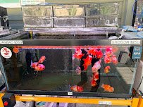 Full House Goldfish (满屋金鱼) photo 3