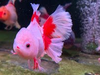 Full House Goldfish (满屋金鱼) photo 4