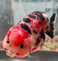 Full House Goldfish (满屋金鱼) photo 5