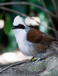 Wings of the World Aviary photo 3