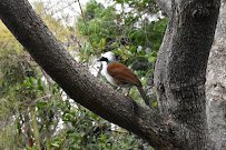 Wings of the World Aviary photo 6