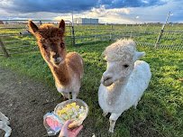 Mimi'Z Petting Zoo