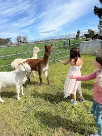 Mimi'Z Petting Zoo photo 2