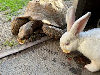 Mimi'Z Petting Zoo photo 3