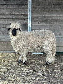 Mimi'Z Petting Zoo photo 4