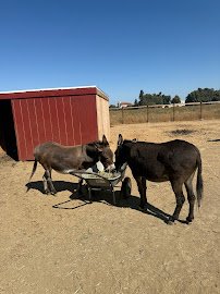 Mimi'Z Petting Zoo photo 6