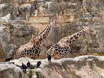 San Antonio Zoo photo 3