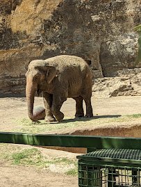 San Antonio Zoo photo 5