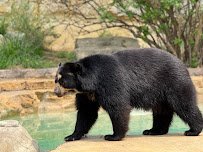San Antonio Zoo photo 6