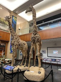 Bean Life Science Museum photo 4