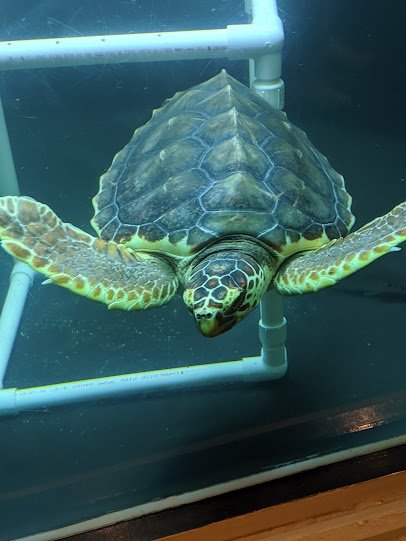 Tybee Island Marine Science Center photo 4