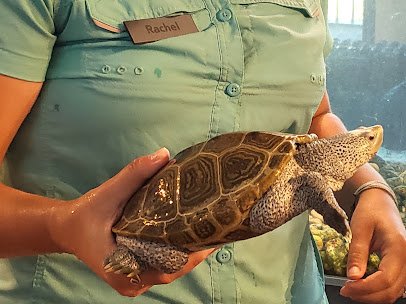 Tybee Island Marine Science Center photo 5